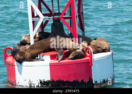 California Sea Lions, Zalophus californicus, transport sur une bouée de navigation, Moss Landing Channel, comté de Monterey, Californie Banque D'Images