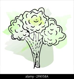 Imitation de peinture aquarelle. Illustration lumineuse et juteuse du céleri, sur fond blanc. Illustration de Vecteur