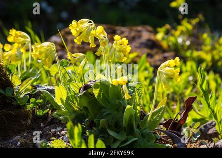 Cowslip (Primula veris) fleurit au printemps dans le jardin botanique de l'Université de Sopron, à Sopron, en Hongrie Banque D'Images