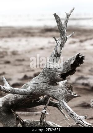 tronc d'arbre mort sur la côte Banque D'Images