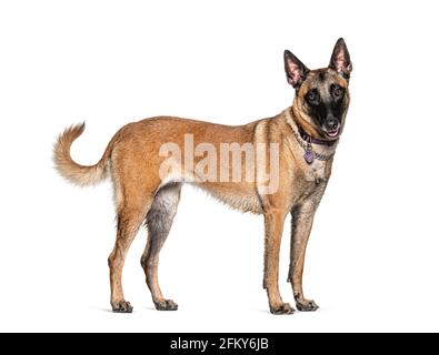 Chien Malinois debout isolé sur blanc Banque D'Images