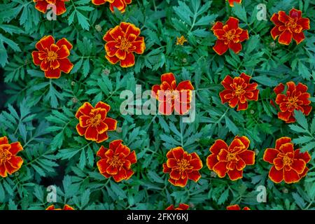 Jardinage, petite entreprise et travailler avec des plantes, des fleurs à vendre Banque D'Images