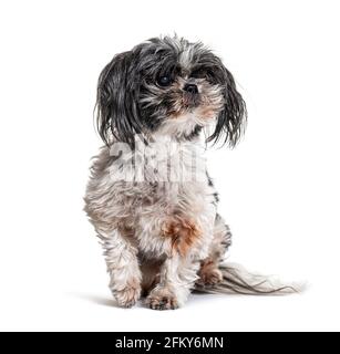 Chien vieux, sale et Shaggy Shih Tzu, isolé Banque D'Images