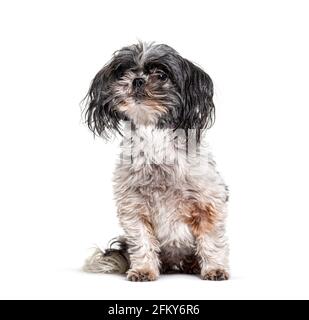 Chien vieux, sale et Shaggy Shih Tzu, isolé Banque D'Images