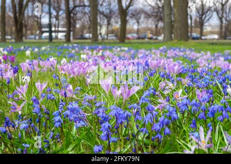 Gros plan des premières fleurs de printemps, scilla et crocuses, dans le parc de printemps. Banque D'Images