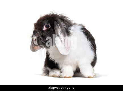 Lapin noir et blanc Shaggy, isolé sur blanc Banque D'Images