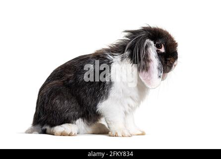 Lapin noir et blanc Shaggy, isolé sur blanc Banque D'Images