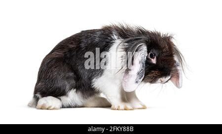 Lapin noir et blanc Shaggy de mauvaise humeur, isolé Banque D'Images