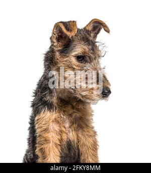 Portrait d'un jeune Grizzle et d'un chien brun lakeland Terrier assis, trois mois Banque D'Images