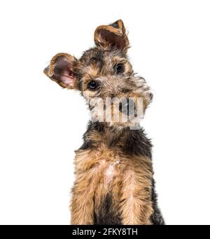 Portrait d'un jeune Grizzle et d'un chien brun lakeland Terrier assis, trois mois Banque D'Images