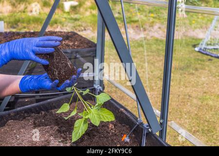 Vue des mains femelles en gants bleus maintenant la plantule paprika prête à être plantée en serre. Suède. Banque D'Images