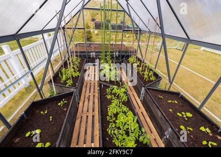 Vue sur les lits avec tomates plantées, concombres et poivrons dans une serre. Concept de jardinage à la maison. Suède. Banque D'Images