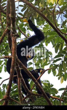 Siamang (Symphalange syndactylus) adulte dans l'arbre mangeant des fruits de façon Kambas NP, Sumatra, Indonésie Juin Banque D'Images