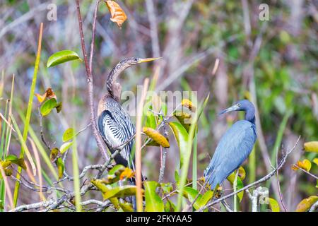 Anhinga (Anhinga anhinga) et le petit héron bleu (Egretta caerulea) perçant sur une branche d'arbre dans la réserve nationale de Big Cypress. Floride. ÉTATS-UNIS Banque D'Images