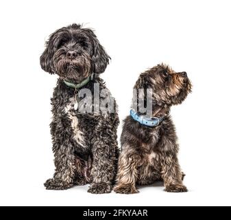 Deux chiens de race croisée portant un col bleu assis, isolés Banque D'Images