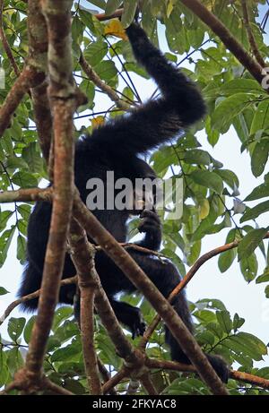 Siamang (Symphalange syndactylus) adulte dans l'arbre mangeant des fruits de façon Kambas NP, Sumatra, Indonésie Juin Banque D'Images