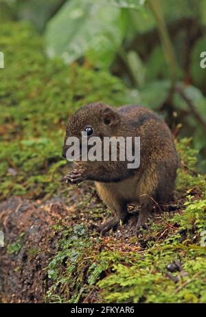 Écureuil à trois rayures (Lariscus insignis insignis) adulte sur une bûche moussy mangeant le PN de Kerinci Seblat, Sumatra, Indonésie Juin Banque D'Images