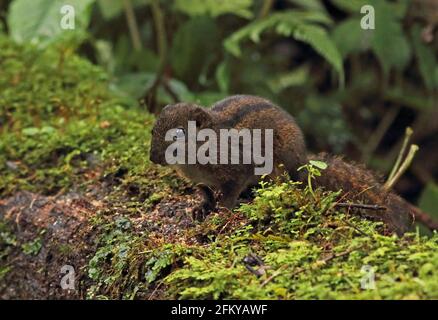 Écureuil à trois rayures (Lariscus insignis insignis) adulte sur le mont Kerinci Seblat, Sumatra, Indonésie Juin Banque D'Images