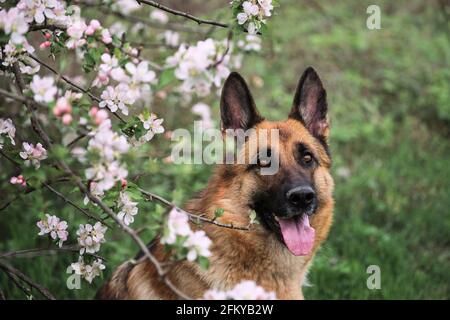 Berger allemand couleur noir et rouge et jardins fleuris. Portrait d'un chien domestique en fleurs blanches et roses de luxe fleurant au printemps sur le fruit tre Banque D'Images