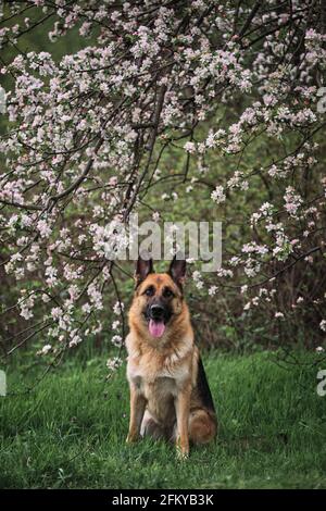 Berger allemand couleur noir et rouge et jardins fleuris. Portrait d'un chien domestique en fleurs blanches et roses de luxe fleurant au printemps sur le fruit tre Banque D'Images
