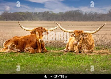 Un couple de bétail longhorn du Texas se détendant dans l'herbe avec cornes croisées Banque D'Images