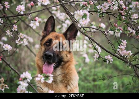 Berger allemand couleur noir et rouge et jardins fleuris. Portrait d'un chien domestique en fleurs blanches et roses de luxe fleurant au printemps sur le fruit tre Banque D'Images