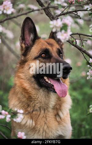 Berger allemand couleur noir et rouge et jardins fleuris. Portrait d'un chien domestique en fleurs blanches et roses de luxe fleurant au printemps sur le fruit tre Banque D'Images