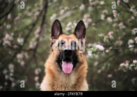 Berger allemand couleur noir et rouge et jardins fleuris. Portrait d'un chien domestique en fleurs blanches et roses de luxe fleurant au printemps sur le fruit tre Banque D'Images