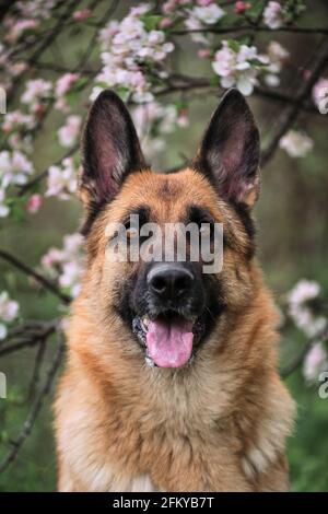 Berger allemand couleur noir et rouge et jardins fleuris. Portrait d'un chien domestique en fleurs blanches et roses de luxe fleurant au printemps sur le fruit tre Banque D'Images