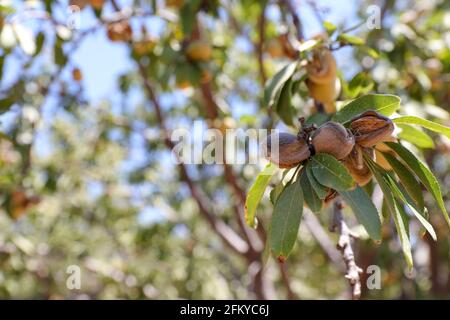Noix d'amandes. Amandes vertes sur l'arbre prêtes pour la récolte. Banque D'Images
