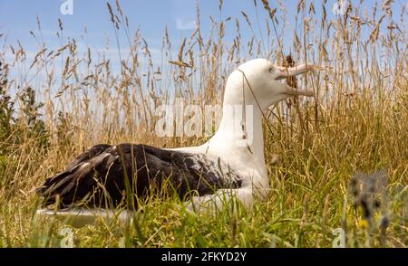 Albatros se reproduisant au Royal Albatros Centre, péninsule d'Owaka, Île du Sud de la Nouvelle-Zélande Banque D'Images