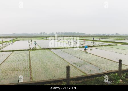 Les riziculteurs locaux travaillent un riziculture traditionnel inondé dans la campagne rurale du Vietnam. Banque D'Images