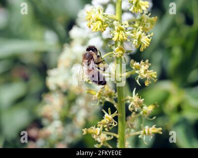 Abeille collectant le pollen d'une fleur sur une montagne en Grèce au printemps, gros plan Banque D'Images