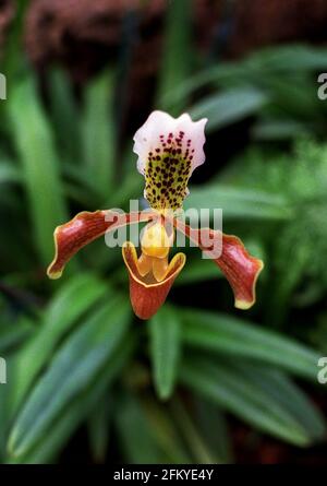 ORCHIDÉE DE LA CHAUSSETTE DE DAME SOUS LA GARDE DES JARDINS DE KEW . UNE EXPOSITION DES FLEURS A LIEU DU 10/2/01 AU 11/3/01. Banque D'Images