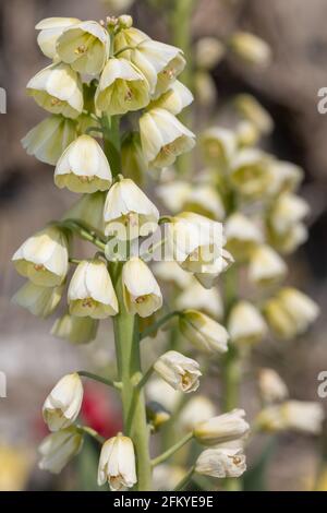 Gros plan d'un lys persan (fritillarai persica) plante en fleur Banque D'Images