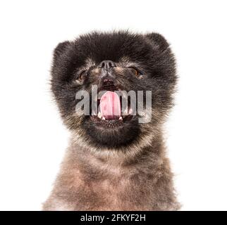 Portrait d'un spitz brun et noir bâbord, isolé Banque D'Images