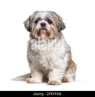 Shih Tzu regardant la caméra, assis sur blanc Banque D'Images