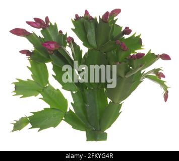 Faux cactus de noël, Schlumbergera truncata isolé sur fond blanc Banque D'Images