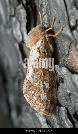 Pap-Winged SWIFT, Pharmamis fusconebulosa reposant sur l'écorce de pin brûlée Banque D'Images