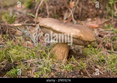 Tylopilus felleus bolet amer, Banque D'Images