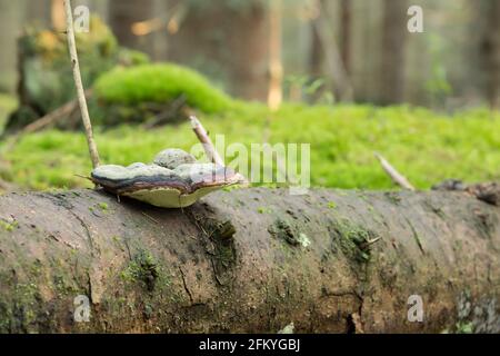 Conk de ceinture rouge, Fomitopsis pinicola poussant sur le tronc de sapin Banque D'Images