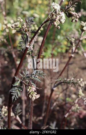 Anthriscus sylvestris persil de vache «Ravenswing» Ravenswing – minuscules grappes de fleurs blanches au sommet de tiges noires et de feuilles de fougères pourpres, mai, Angleterre, Royaume-Uni Banque D'Images