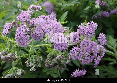 Chaérophyllum hirsutum «Roseum» cerfeuil poilu Roseum – ombelles de petites fleurs roses et de feuillage ferny, mai, Angleterre, Royaume-Uni Banque D'Images