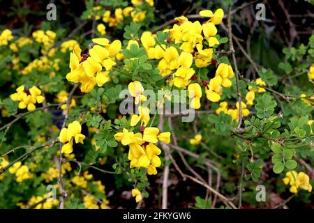 Coronilla coronata scorpion vetch – des fleurs ressemblant à un pois jaune profond et de petites feuilles composées de vert foncé, mai, Angleterre, Royaume-Uni Banque D'Images