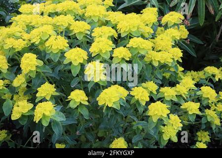 Euphorbia epithymoides Midas coussin spheste Midas - fleurs vert lime sur des tourbillons de feuilles en forme de lance vert foncé, mai, Angleterre, Royaume-Uni Banque D'Images