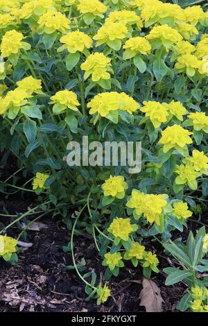 Euphorbia epithymoides Midas coussin spheste Midas - fleurs vert lime sur des tourbillons de feuilles en forme de lance vert foncé, mai, Angleterre, Royaume-Uni Banque D'Images