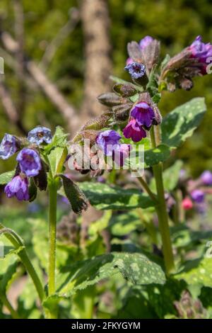 Pulmonaria officinalis Jérusalem-sauge ou bleu lungwort Banque D'Images