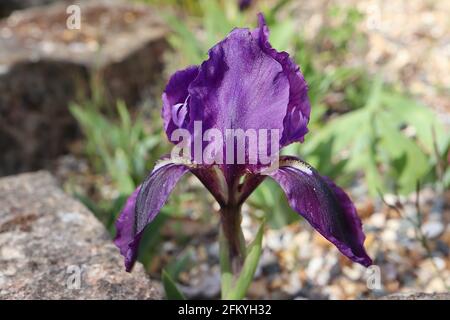 Iris germanica 'sable' Haut barbu Iris TB Haut pétales violet profond, pétales inférieurs violet très foncé, barbe mauve jaune, Mai, Angleterre, Royaume-Uni Banque D'Images