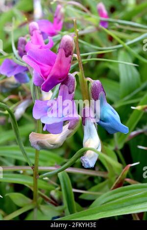 Lathyrus vernus ‘cyaneus’ Cyaneus de pois de printemps – fleurs ressemblant à des pois de rose foncé, de violet et de bleu profond, mai, Angleterre, Royaume-Uni Banque D'Images
