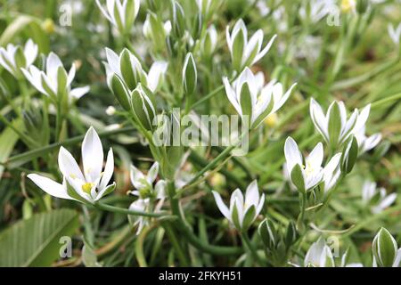 Ornithogalum umbellatum Garden star-of-Bethlehem – pointes de fleurs blanches avec dos de pétale vert, mai, Angleterre, Royaume-Uni Banque D'Images